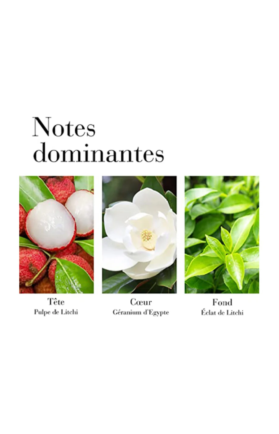 Green Tea Lychee Lime Eau de Toilette - Floral hespéridé - Image 5