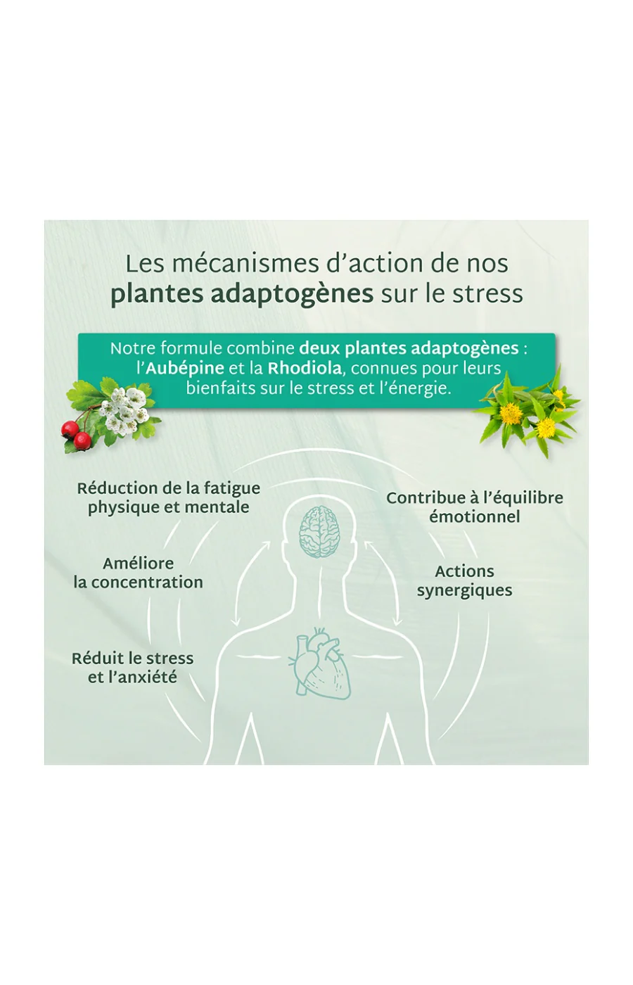 Gummies stress - Pomme verte - Sans sucres - 21 jours - Image 4
