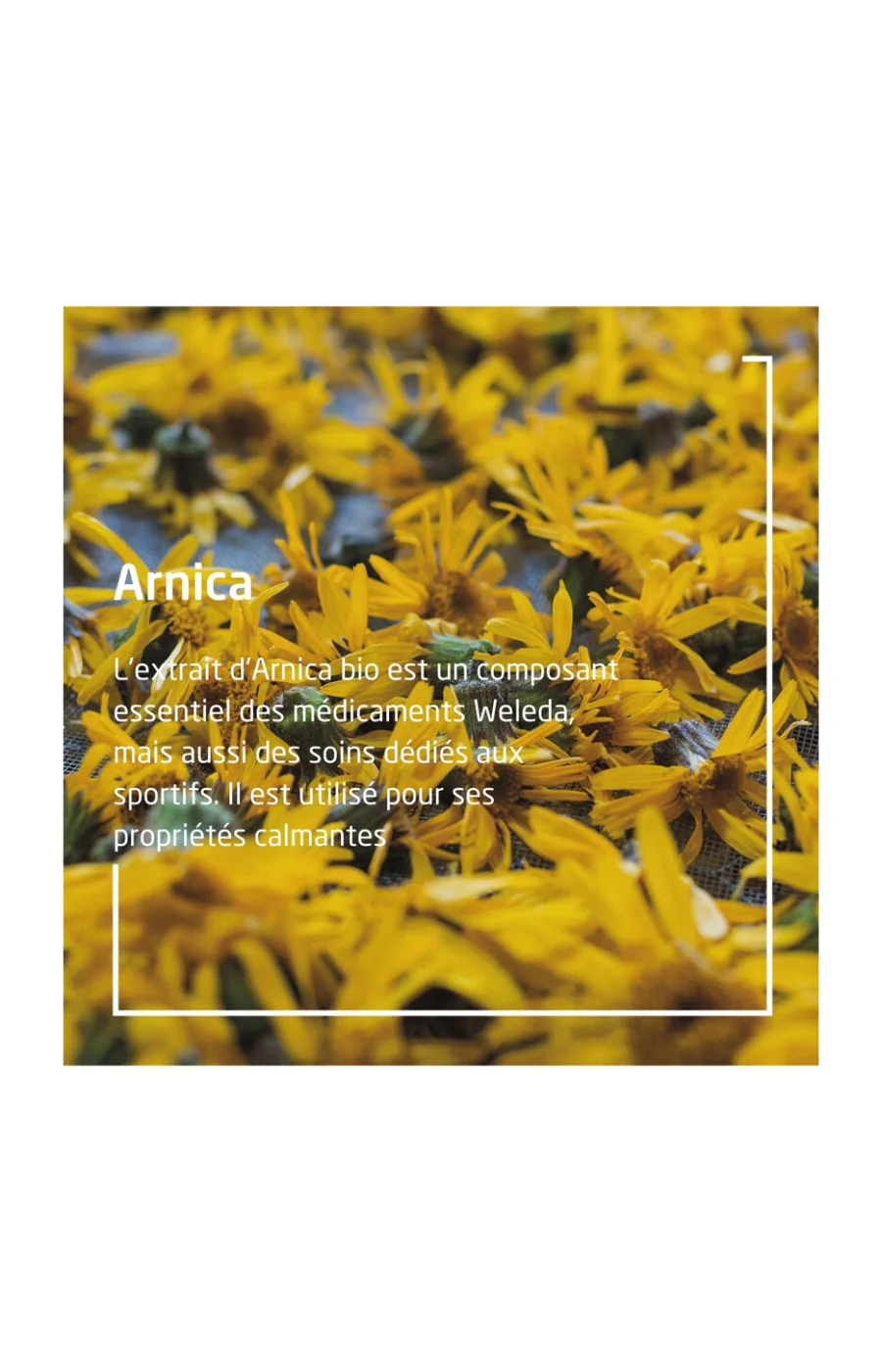 Bain récupération sportive - Arnica - 200 ml - Image 3