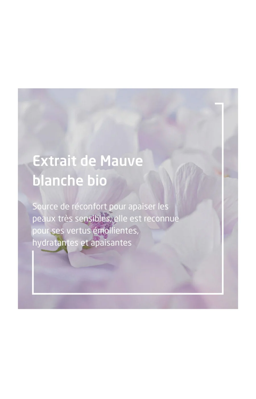 Crème protectrice - Mauve blanche bio - Visage - Bébé - 50 ml - Image 5