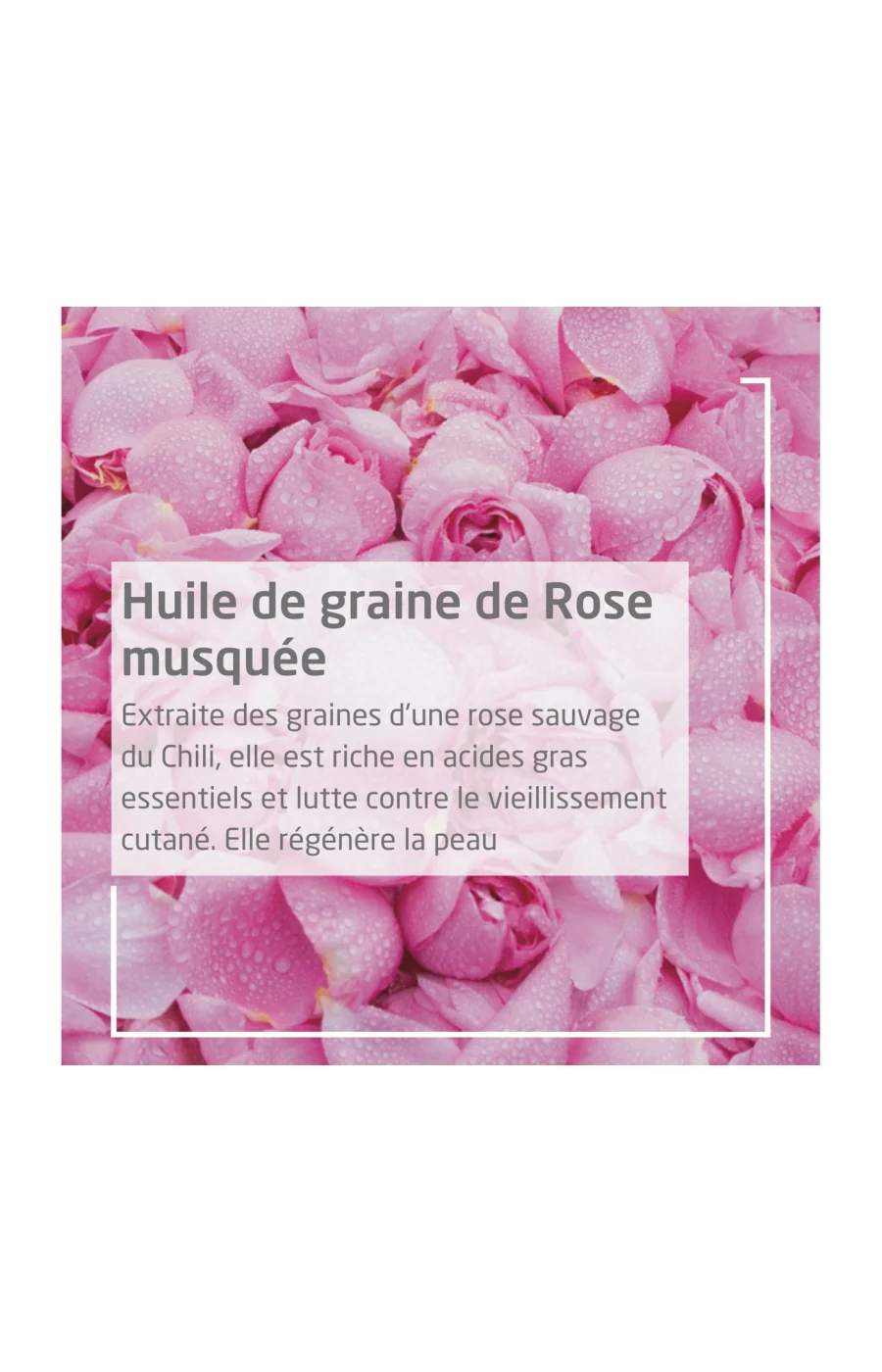 Huile harmonisante & lissante - Rose musquée - Corps - 100 ml - Image 4